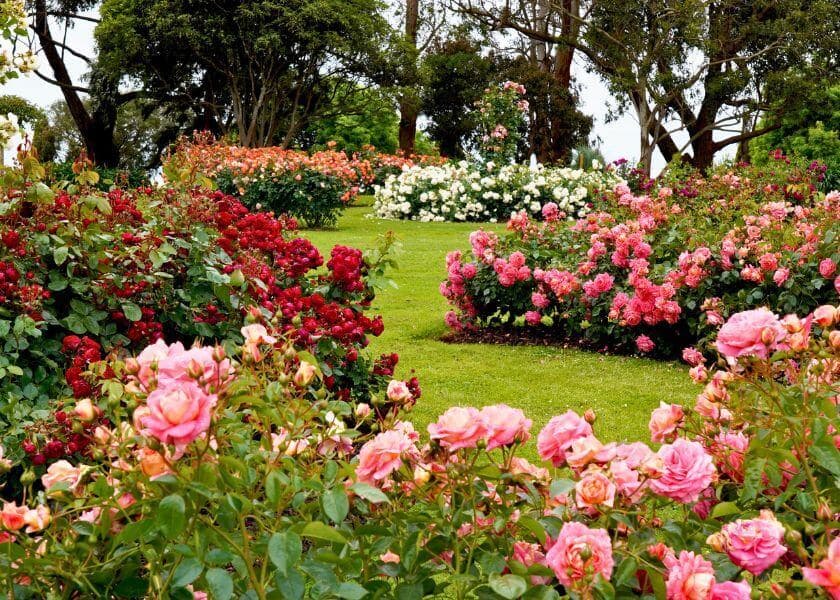 winding path through variety of pink red white and orange roses in large botanical rose garden winding path through variety of pink red white and orange roses in large botanical rose garden