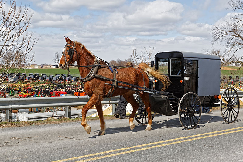 Horse pulling wagon down road in front of festival grounds